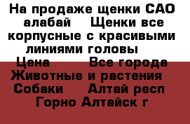 На продаже щенки САО (алабай ). Щенки все корпусные с красивыми линиями головы . › Цена ­ 30 - Все города Животные и растения » Собаки   . Алтай респ.,Горно-Алтайск г.